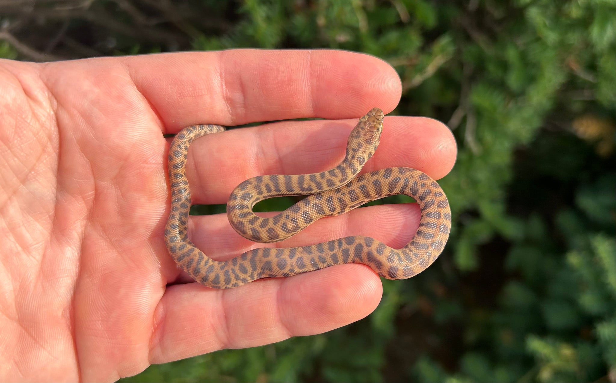 Baby Eastern Stimson’s Python (Male) – Scales and Tails of Ohio