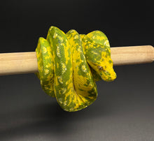 Load image into Gallery viewer, Sub-Adult Biak Green Tree Python (Male)