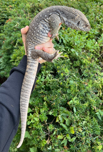 Adult Savannah Monitor