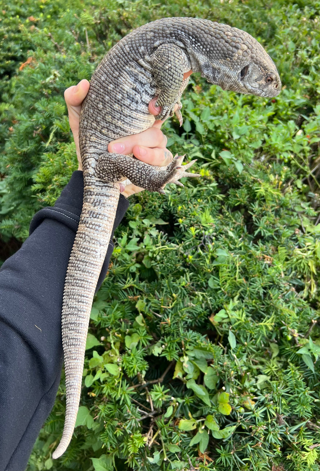 Adult Savannah Monitor