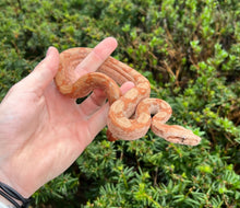 Load image into Gallery viewer, Baby T+ Sunglow Boa (Female)