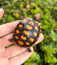Load image into Gallery viewer, Baby Brazilian Cherry-Head Red Foot Tortoise (1)