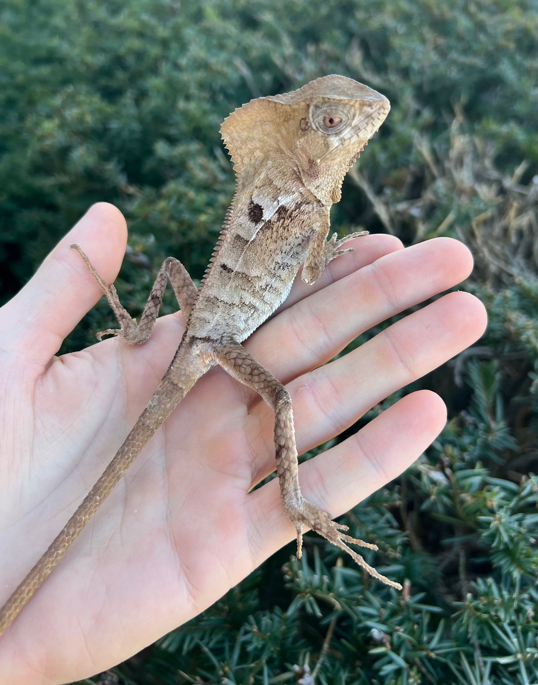 Adult Helmeted Iguana