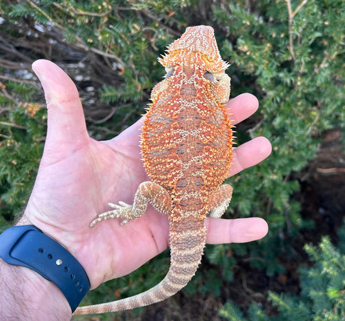 Sub-Adult Red Bearded Dragon (Male)