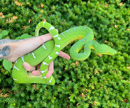 Adult Emerald Tree Boa (Female 1)