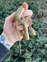 Load image into Gallery viewer, Juvenile Chinese King Ratsnake (Male 1)