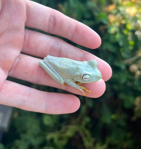 Emerald Eyed Tree Frog