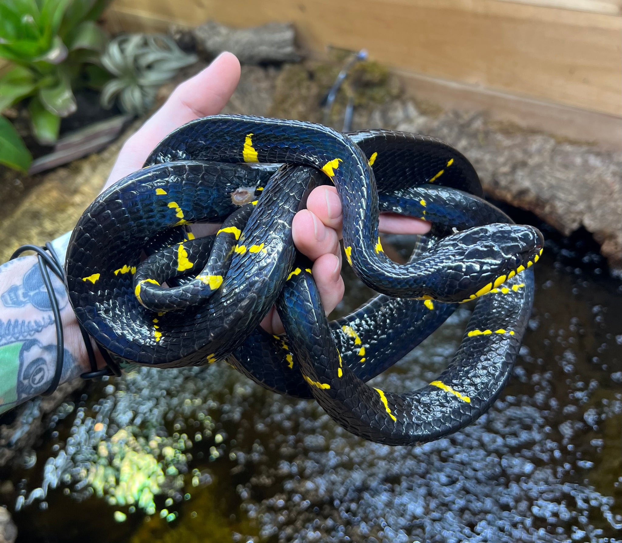 boiga melanota for sale All Marketplace Listings Adult Malaysian Mangrove Snake