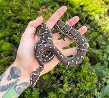 Load image into Gallery viewer, Juvenile Angolan Pythons