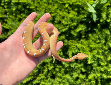 Load image into Gallery viewer, Yearling Emerald Tree Boa (2)
