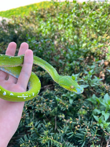 Adult Aru Green Tree Python (Male 1)