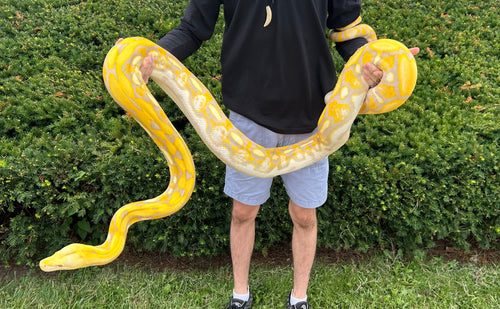 10’ Adult Lavender Albino Reticulated Python (Male)
