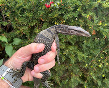 Load image into Gallery viewer, Juvenile Black Roughneck Monitor