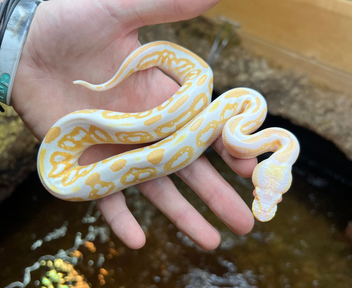 Baby Albino Ball Python – Scales and Tails of Ohio