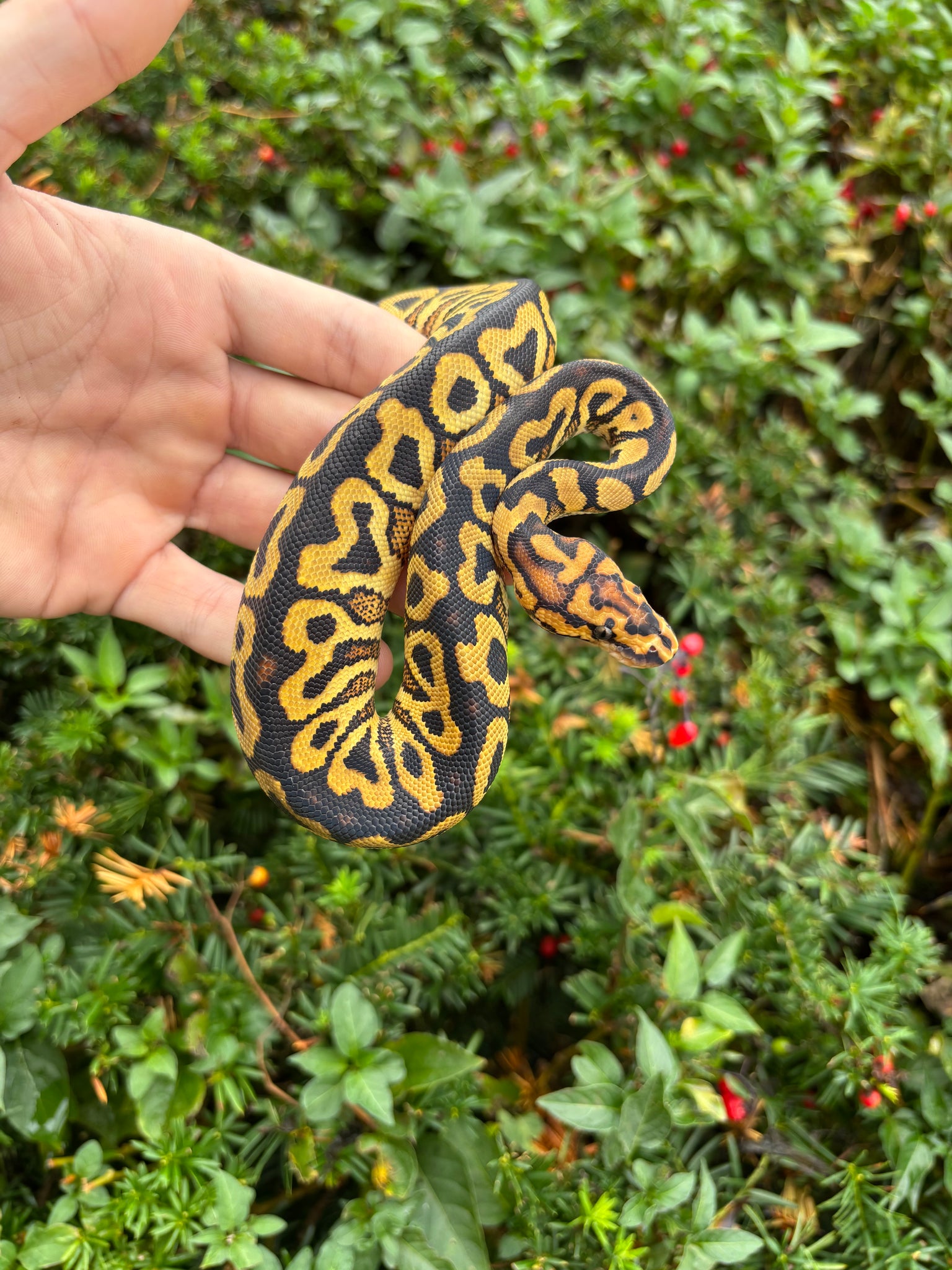 Baby Spot-Nose Yellow Belly Ball Python (Male) – Scales and Tails of Ohio