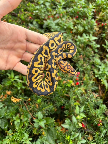 Baby Spot-Nose Yellow Belly Ball Python (Male)