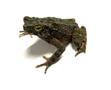 Load image into Gallery viewer, Medium Giant Asian River Toad