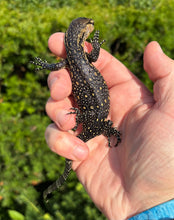 Load image into Gallery viewer, Baby Sulawesi Water Monitor (3)