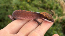 Load image into Gallery viewer, Adult Cat Eyed Gecko (Female 2)