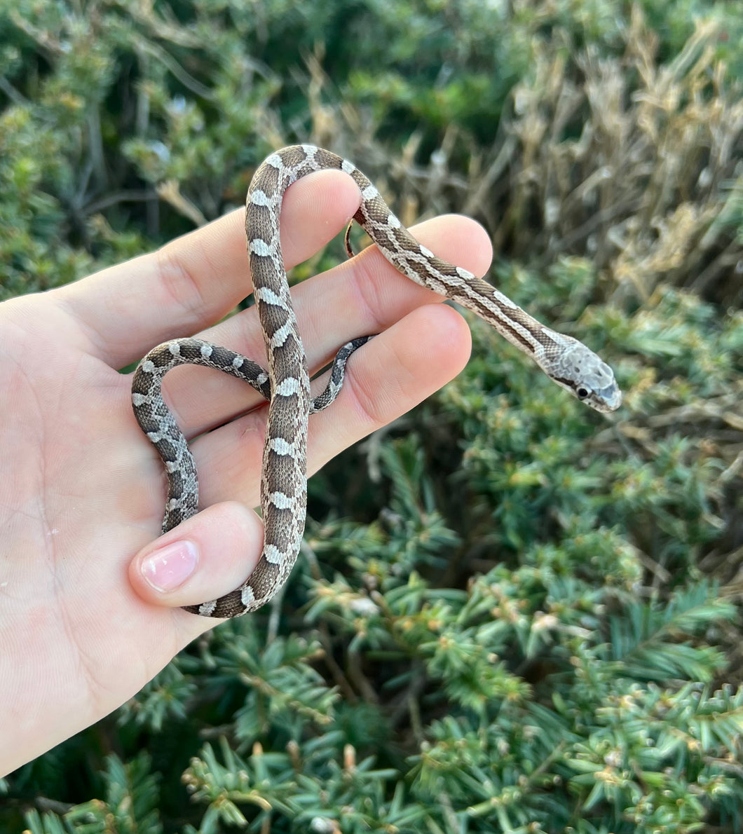Baby Gray Ratsnake