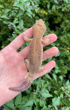 Load image into Gallery viewer, Adult Leopard Gecko (Male 1)