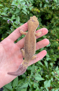 Adult Leopard Gecko (Male 1)