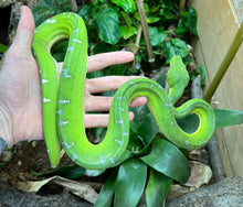 Load image into Gallery viewer, Sub-Adult Emerald Tree Boa (Male 1)