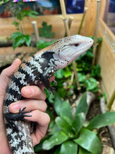 Load image into Gallery viewer, Adult Indonesian Blue Tongue Skink (3)