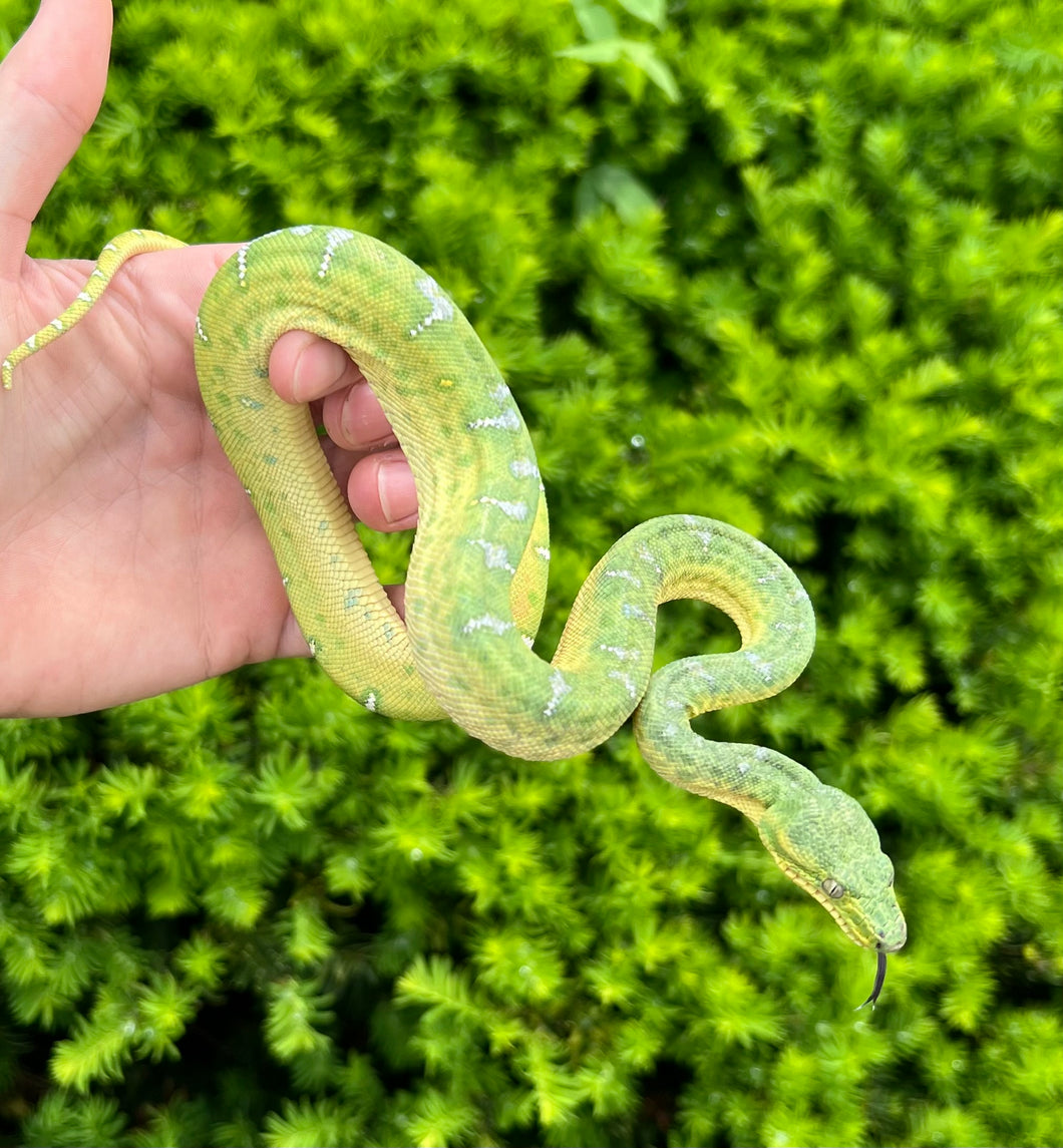 Yearling Emerald Tree Boa (1)