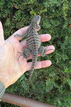 Load image into Gallery viewer, Baby Rhino Iguana (2)