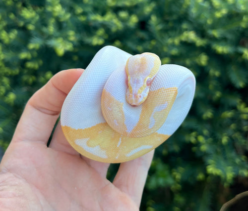 Baby Albino Pied Ball Python (Female 2)