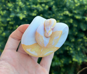 Baby Albino Pied Ball Python (Female 2)