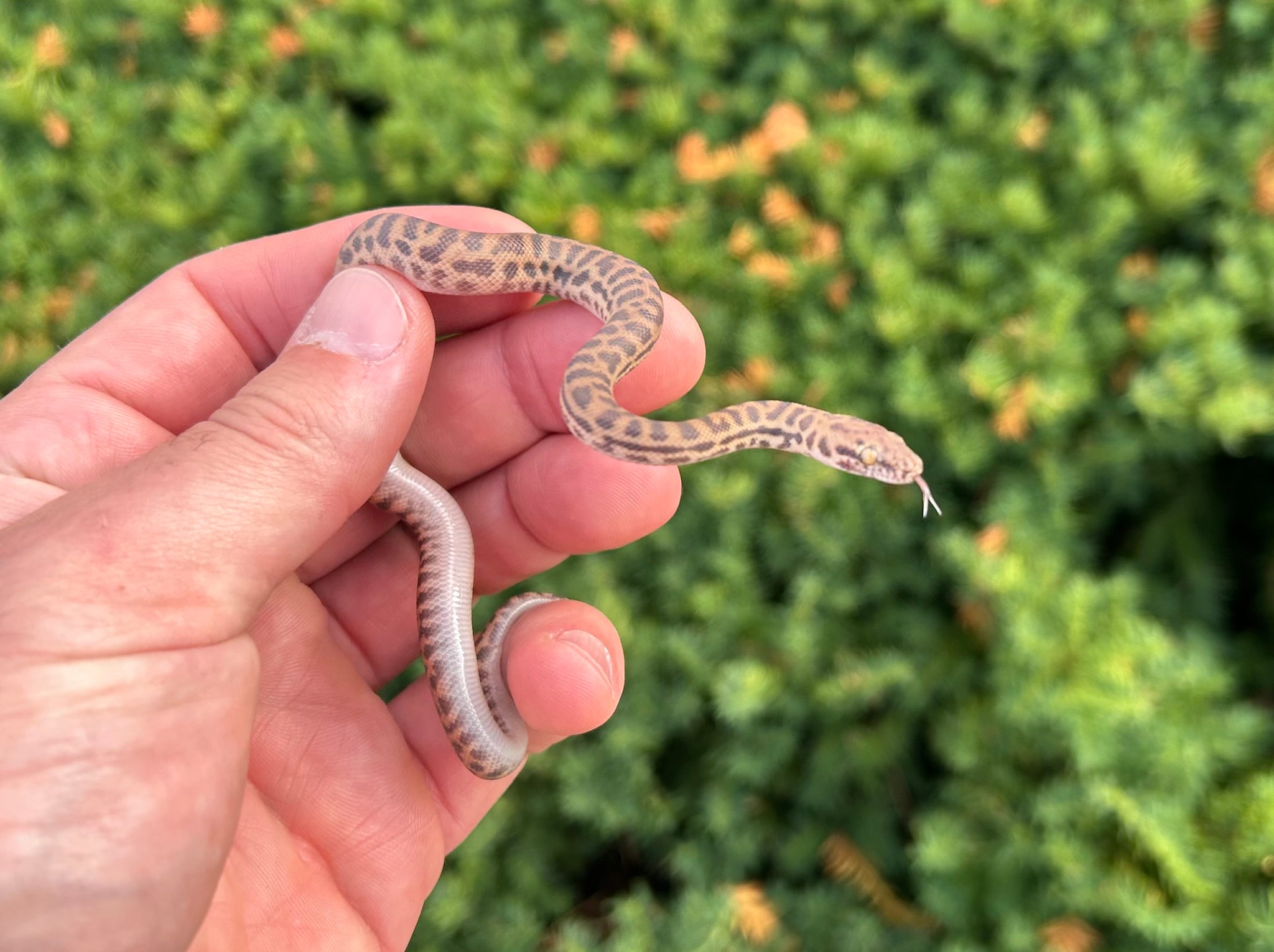 Baby Eastern Stimson’s Python (Male) – Scales and Tails of Ohio