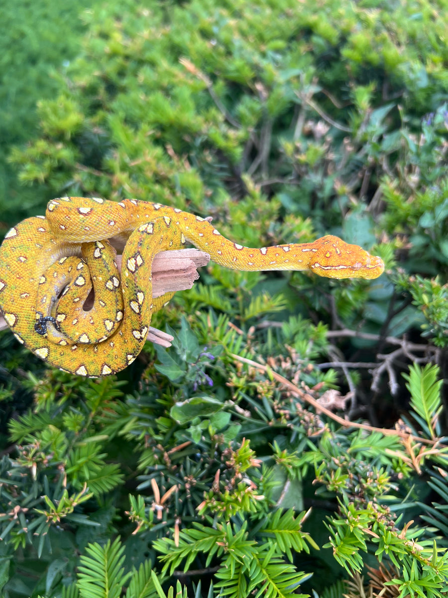Baby Biak Green Tree Python (8) – Scales and Tails of Ohio