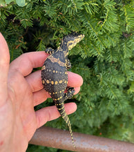 Load image into Gallery viewer, CBB Baby Asian Water Monitor (1)