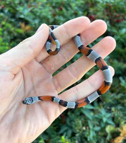 Baby Gray-Banded Kingsnake (Male 1)