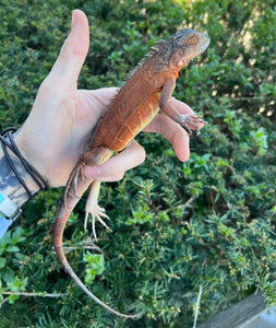 Juvenile Red Iguana