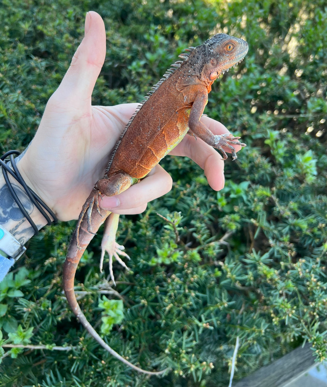 Juvenile Red Iguana