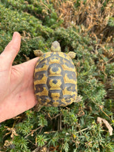 Load image into Gallery viewer, Adult Hermann’s Tortoise