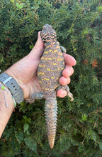 Load image into Gallery viewer, Adult ‘Exceptional’ Ornate Uromastyx