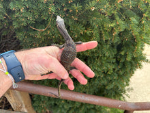 Load image into Gallery viewer, Small Black Roughneck Monitor (2)