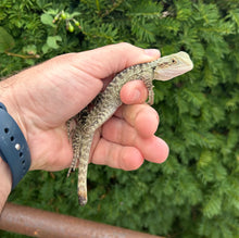 Load image into Gallery viewer, Small Australian Water Dragon (nip-tail 2)