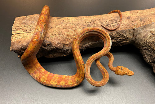 ‘Colored’ Amazon Tree Boa (Male 7)