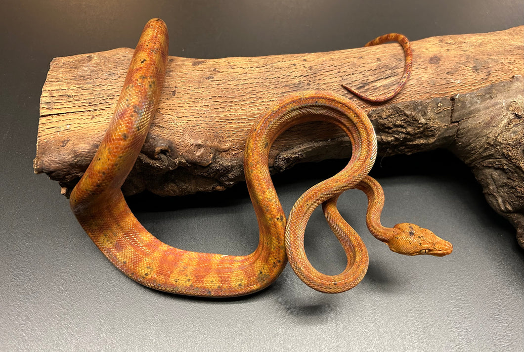 ‘Colored’ Amazon Tree Boa (Male 7)