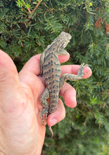 Load image into Gallery viewer, Baby Lewisi Rock Iguana (1)
