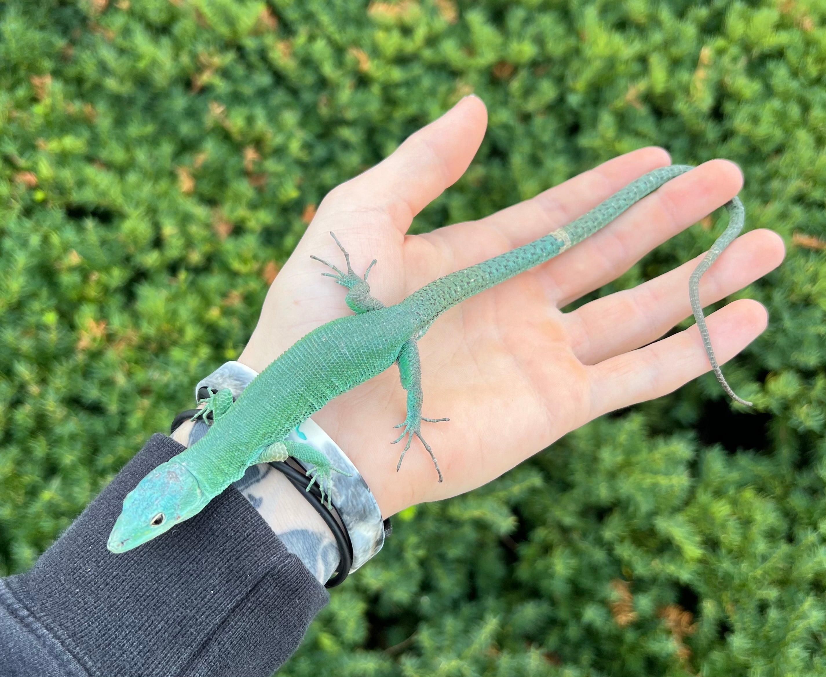 Adult Green Keeled Lizard (Female) – Scales and Tails of Ohio