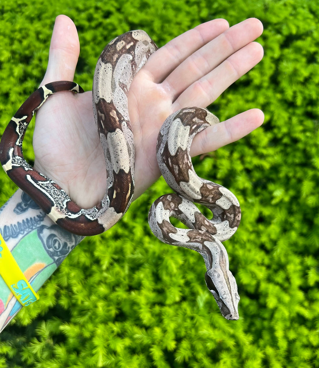 Small Guyana Boa (Female 6)