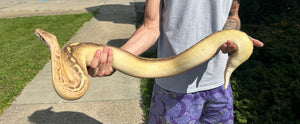 Adult Ivory Blood Python (Female)
