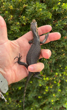 Load image into Gallery viewer, Baby Sulawesi Water Monitor (3)