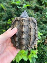 Load image into Gallery viewer, Small Alligator Snapping Turtle